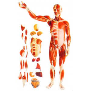 Model of Muscles of Male with Dissectible Internal Organs - 27 Parts