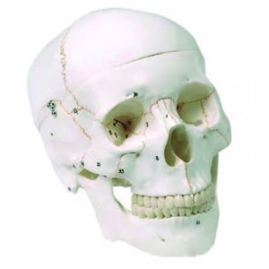 Human Skull, 3 Parts (numbered)