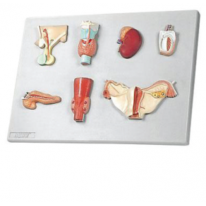 Organs of the Endocrine System