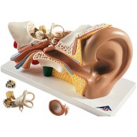 Ear Model (11)