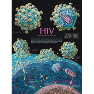 Human Immunodeflclency Virus Chart