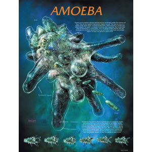 Amoeba Chart
