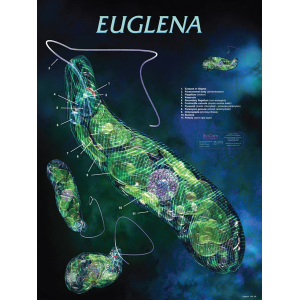 Euglena Chart