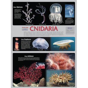 Cnidaria Chart