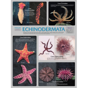 Echinodermata Chart