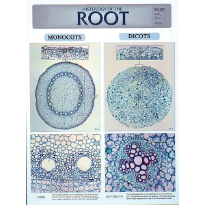Histology Of The Root Chart