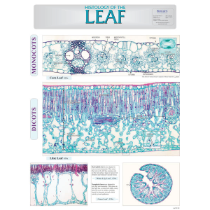 Histology Of The Leaf Chart