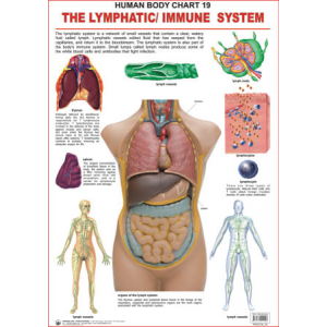 The Lymphatic / Immue System Chart